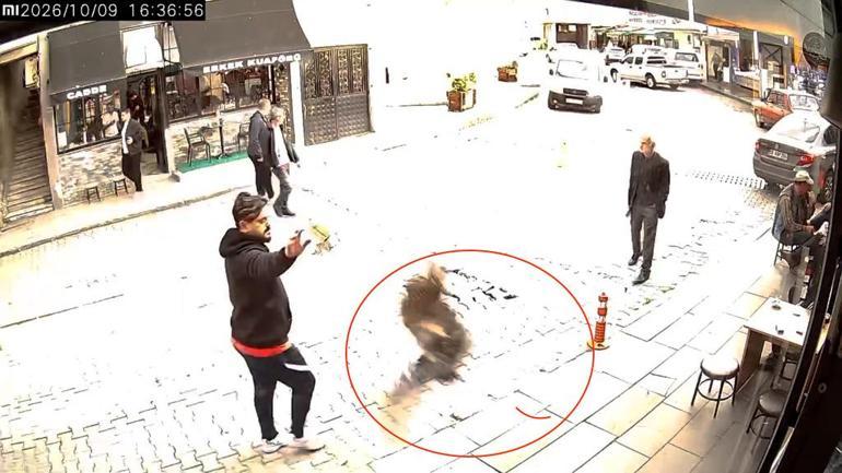 Atmaca, kuşu avlamak için berber dükkanına girdi