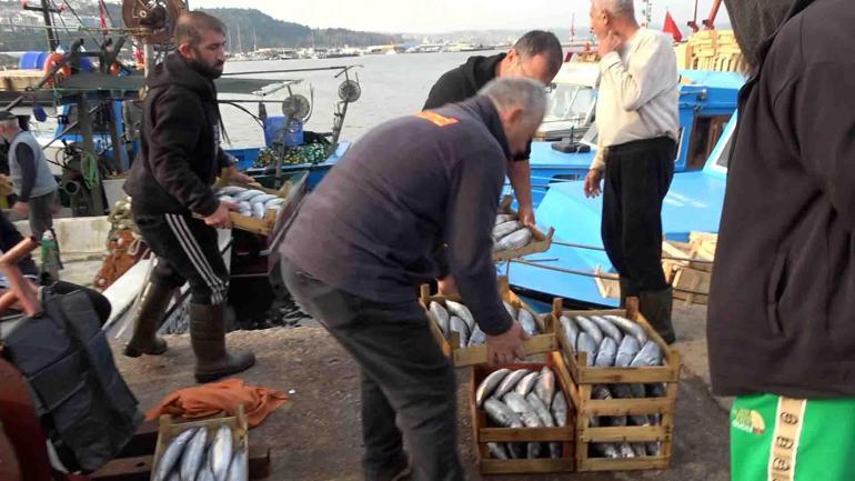Şile’de palamut bolluğu; kasası 600 liradan satıldı