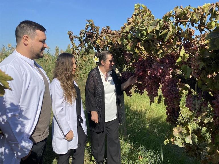 Manisa’dan dünya veri tabanına; iki üzüm çeşidinin genomları çözüldü