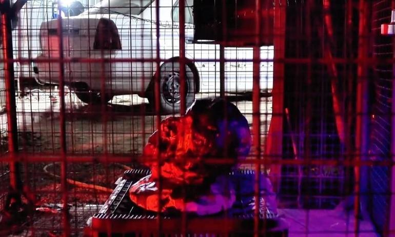 İçine dolaşım sistemini temsilen bulaşık teli koyduğu büstün MR’ını çekip sergiledi
