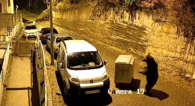 Ayının çöp konteyneri ile oyunu kamerada