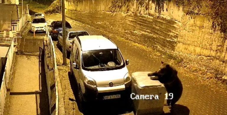 Ayının çöp konteyneri ile oyunu kamerada