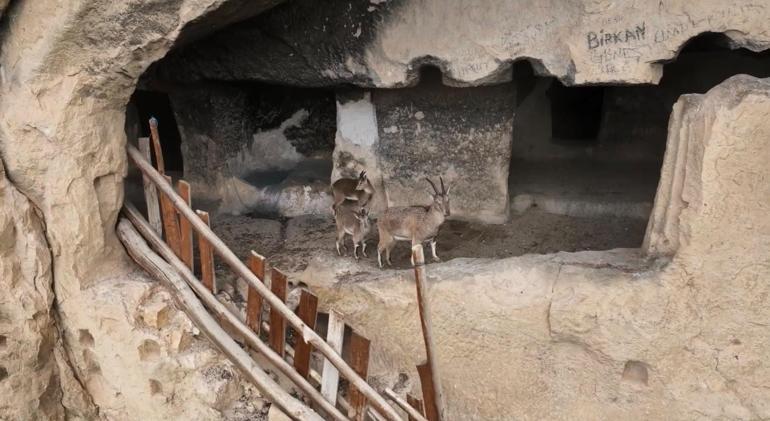 Tunceli’de 25 odalı tarihi ‘İn Delikleri’ne tırmanan yaban keçileri dronla görüntülendi