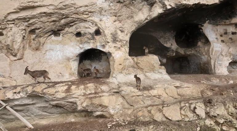 Tunceli’de 25 odalı tarihi ‘İn Delikleri’ne tırmanan yaban keçileri dronla görüntülendi