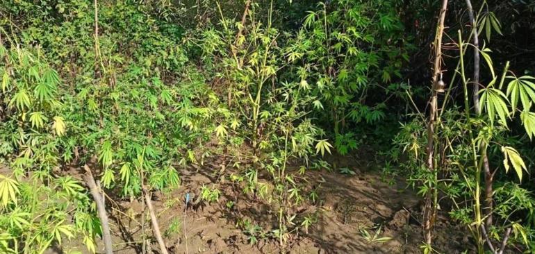 Diyarbakırda 48 bin kök kenevir ve skunk imha edildi