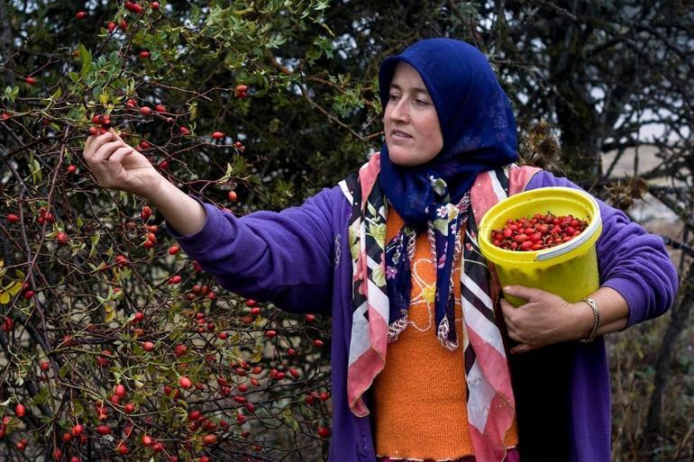 Kızılcık ve kuşburnu ile ekonomiye 225 milyon TL katkı