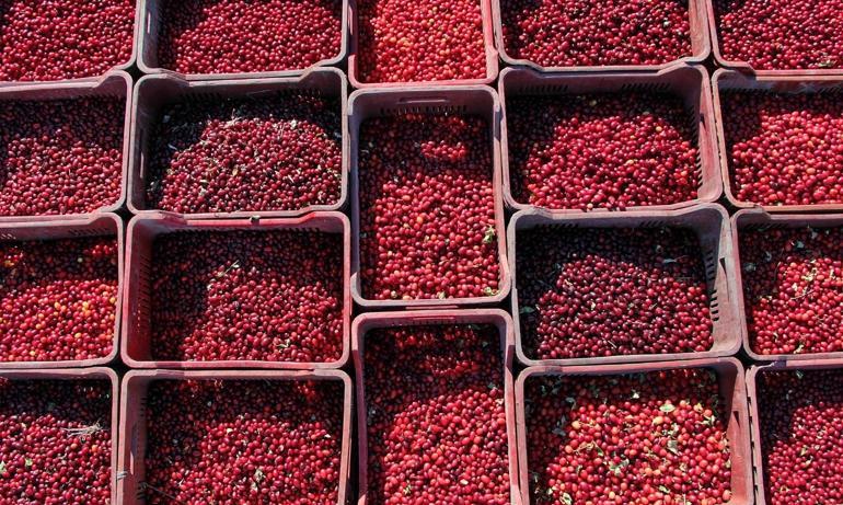 Kızılcık ve kuşburnu ile ekonomiye 225 milyon TL katkı