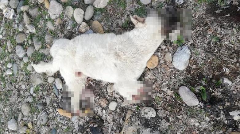 Tunceli’de bacakları kesilmiş ölü sokak köpeği bulundu