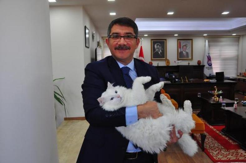 Başkan, işitme engelli kedisi Pamuka makam odasında bakıyor