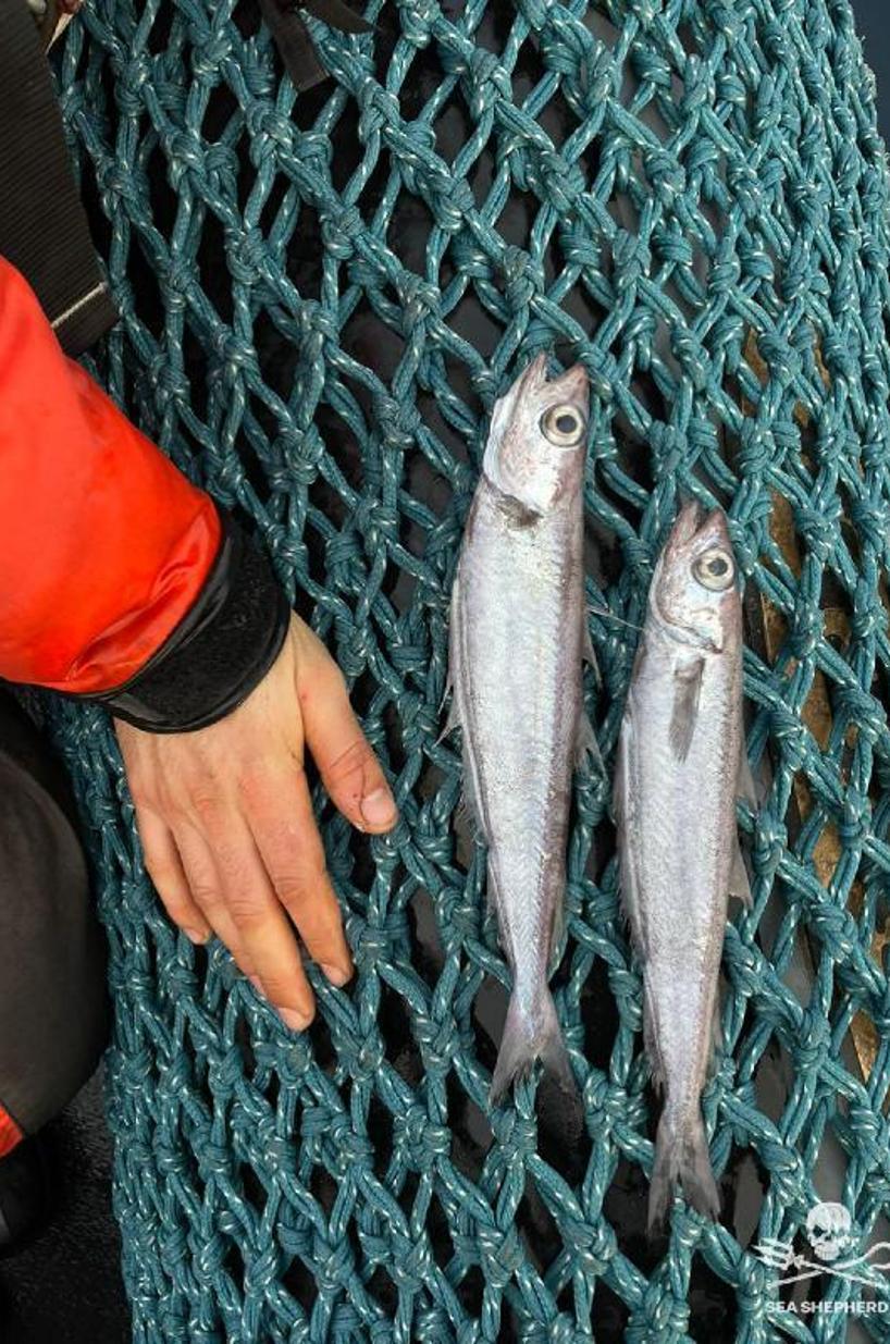 Fransa açıklarında 100 binden fazla ölü mavi mezgit balığı bulundu