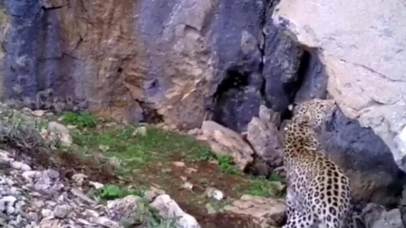 CHPli Baruttan Toroslarda görülen Anadolu leoparı için uyarı