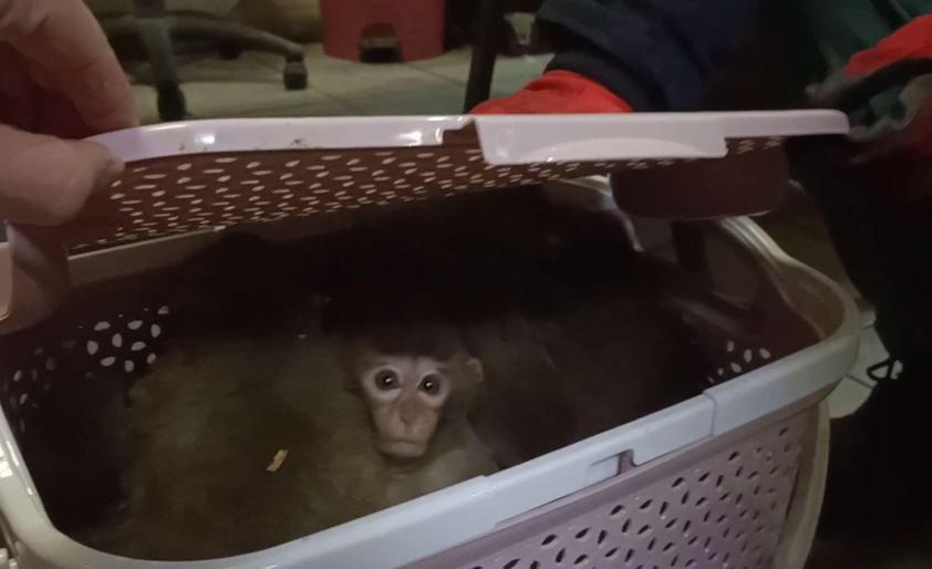 Gürbulakta kaçak yollarla ülkeye sokulmak istenen 11 yavru maymuna el konuldu