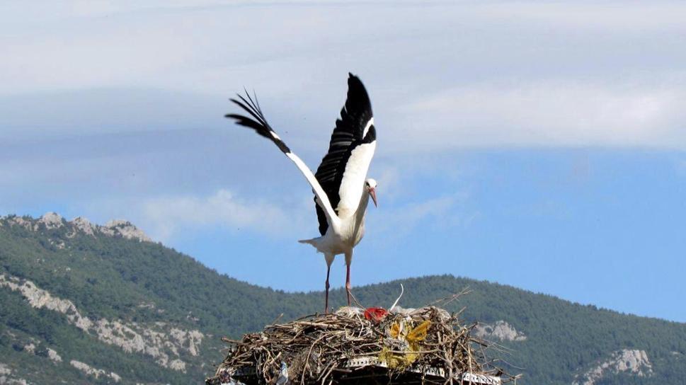 Storks came to Aydin for the first time in January